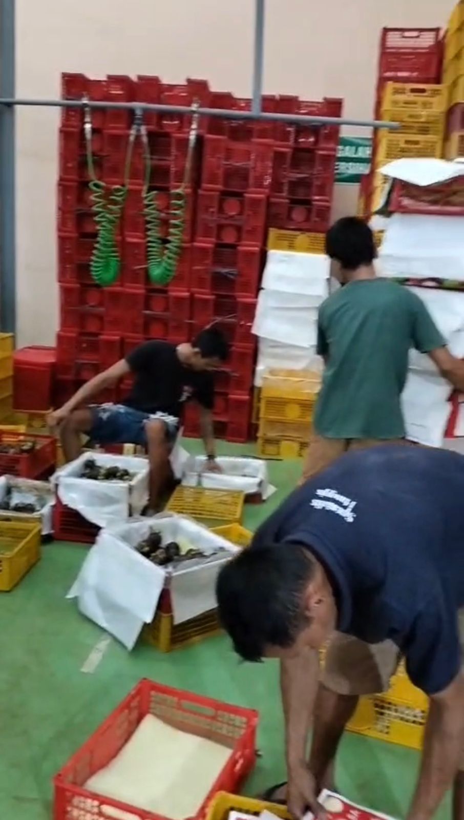 mangosteen packing process