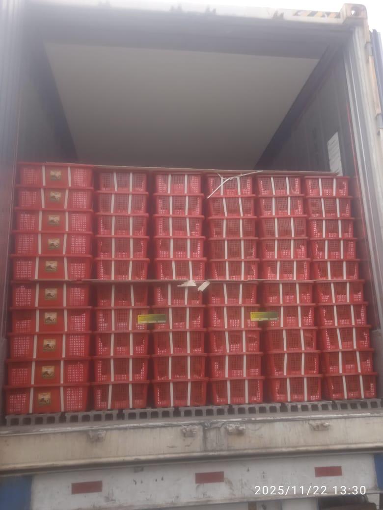 process of loading salak into containers